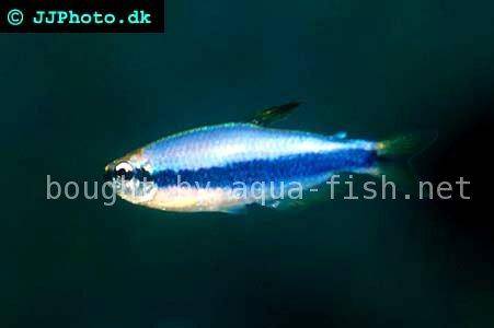 A page dedicated to keeping Blue emperor tetras (Inpaichthys kerri)