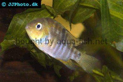 Blue-eye cichlid - Archocentrus spilurus