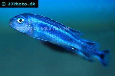 Blue johanni - Melanochromis cyaneorhabdos