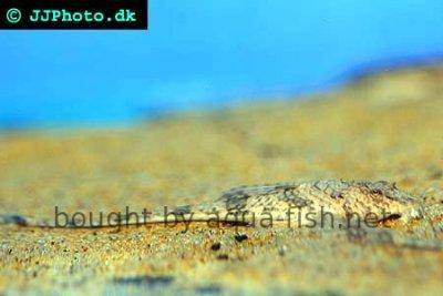 Common whiptail catfish - Rineloricaria parva