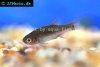 Crossbanded dwarf rasbora picture 1