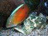 Dwarf Gourami, picture 2