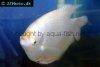 Giant gourami picture 16