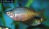 Irian jaya rainbowfish picture