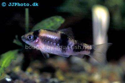 Melon barb - Puntius fasciatus