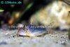 Palespotted corydoras, picture 6