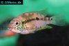 Pastel cichlid picture