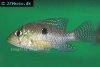 Pearl cichlid