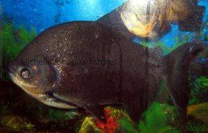 Pacu fish, picture 3