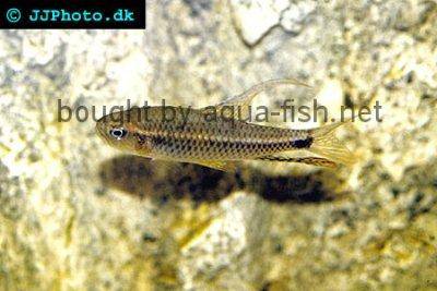 Sailfin tetra - Crenuchus spilurus