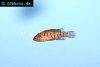 Scarlet badis, picture 1