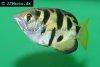 Smallscale archerfish picture