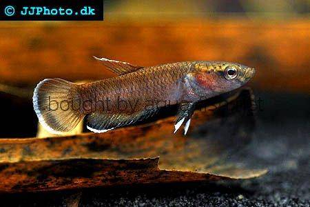 Betta (Siamese Fishing Fish): Fish Species Profile