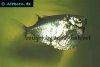Spotfin hatchetfish picture 1
