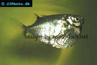 Spotfin hatchetfish - Thoracocharax stellatus