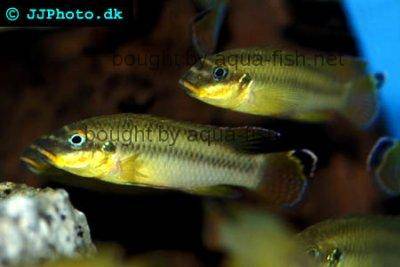 Striped kribensis - Pelvicachromis taeniatus