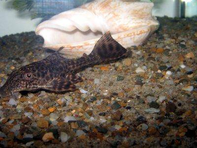 Suckermouth catfish - Hypostomus plecostomus