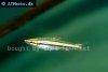 Threestripe pencilfish picture 2