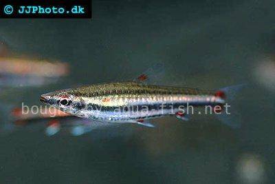 Threestripe pencilfish - Nannostomus trifasciatus