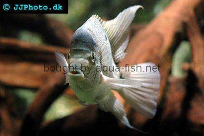 White cichlid - Vieja argentea