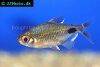 African moon tetra, picture 1