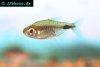 African moon tetra, picture 2