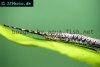 Amazon whiptail catfish picture 1