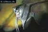 Angelfish picture