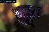 Angelfish Black, picture 1