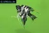 Angelfish marbled, picture 2