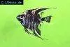 Angelfish marbled, picture 3