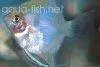 Angelfish bleeding heart picture