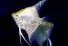 Angelfish Gold, picture 2