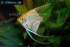 Angelfish Gold, picture 4