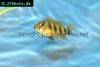Banded jewel cichlid picture 1