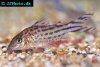 Bannertail corydoras, picture 1