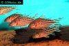 Bannertail corydoras, picture 2