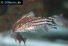 Bannertail corydoras, picture 4