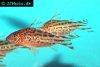 Bannertail corydoras, picture 5