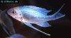 Blue goldtip cichlid picture