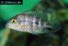 Bluemouth cichlid