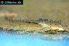 Common whiptail catfish picture 2