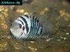 Convict cichlid, picture 17