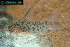 Corydoras armatus picture 1