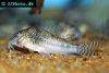 Corydoras aurofrenatus picture 2