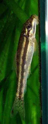Dwarf otocinclus - Otocinclus affinis