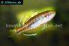 Empire gudgeon picture 1