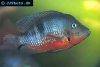 Firemouth cichlid picture 5