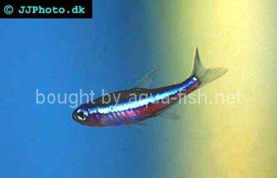 Green neon tetra - Paracheirodon simulans