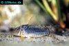 Palespotted corydoras, picture 4